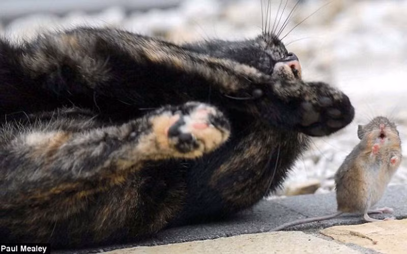  Cuộc vui chơi giữa cô mèo Lala và chú chuột nhỏ kéo dài suốt 20 phút, sau đó đôi bạn này mới tạm biệt nhau trở về nhà. (ảnh: Paul Mealey/DM)