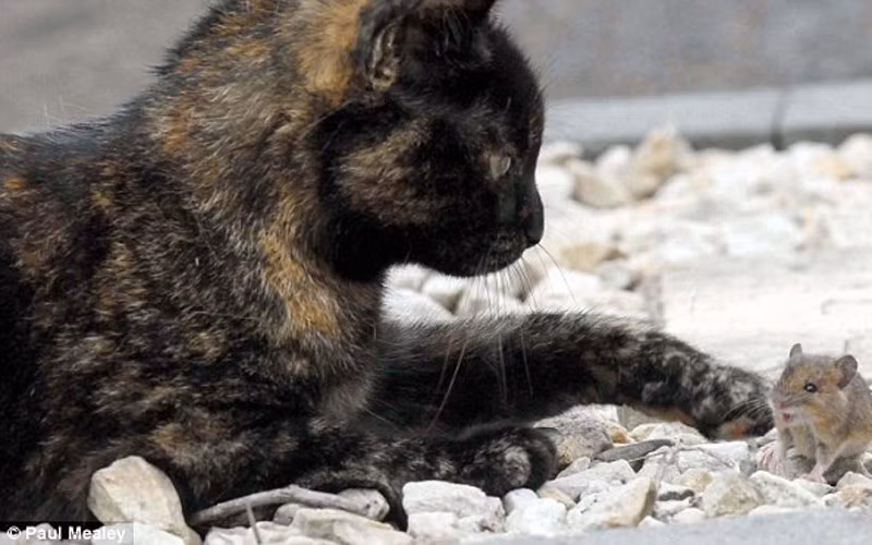 Cả hai đã gặp nhau trong vườn nhà anh Mealey. (ảnh: Paul Mealey/DM)