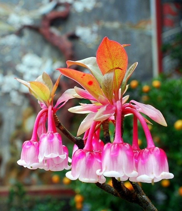 Đào chuông khoe sắc. (Ảnh: Internet) Đào chuông khoe sắc. (Ảnh: Internet)