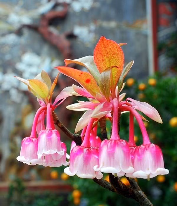 Đào chuông khoe sắc. (Ảnh: Internet)