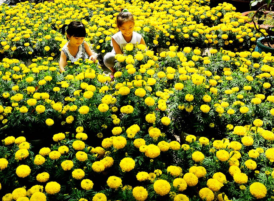 Hoa vạn thọ trên ghe.