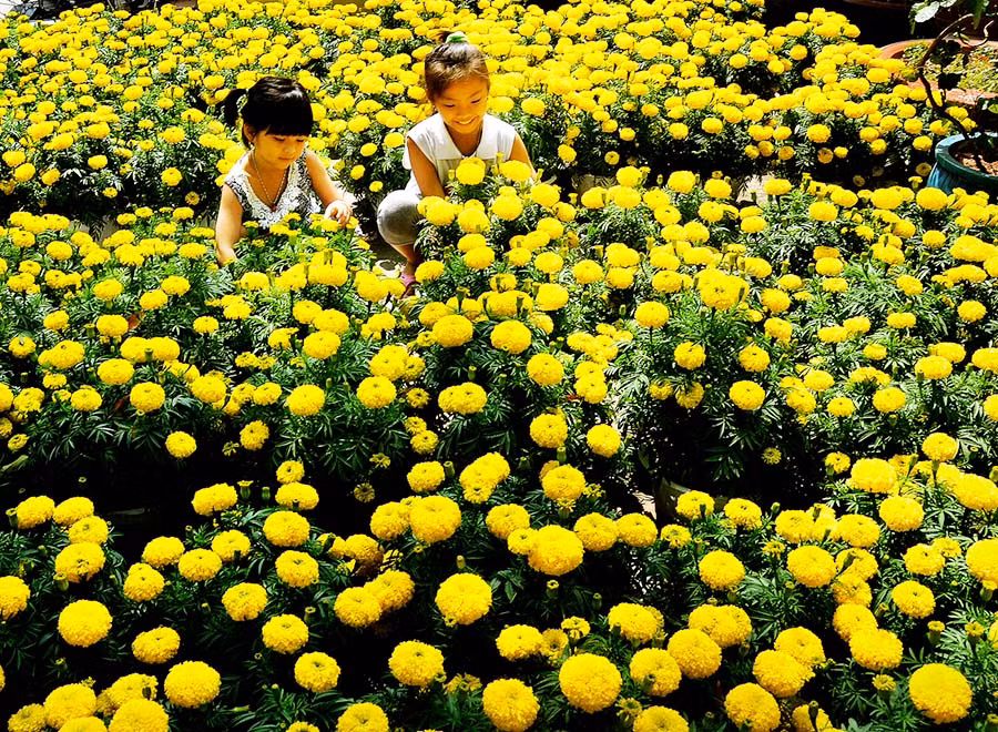 Hoa vạn thọ trên ghe.