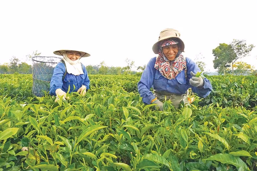  Vùng chè lâu đời Bàu Cạn. Ảnh: H.D