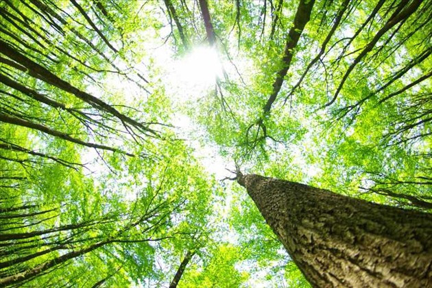 Bảo vệ rừng là bảo vệ chính chúng ta