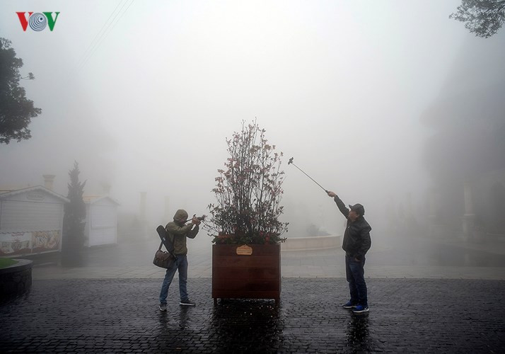 Nhiều du khách lưu trú trên Bà Nà dậy từ sớm để ngắm những bông đào Chuông rung rinh trong gió lạnh, ghi lại những khoảnh khắc độc đáo.