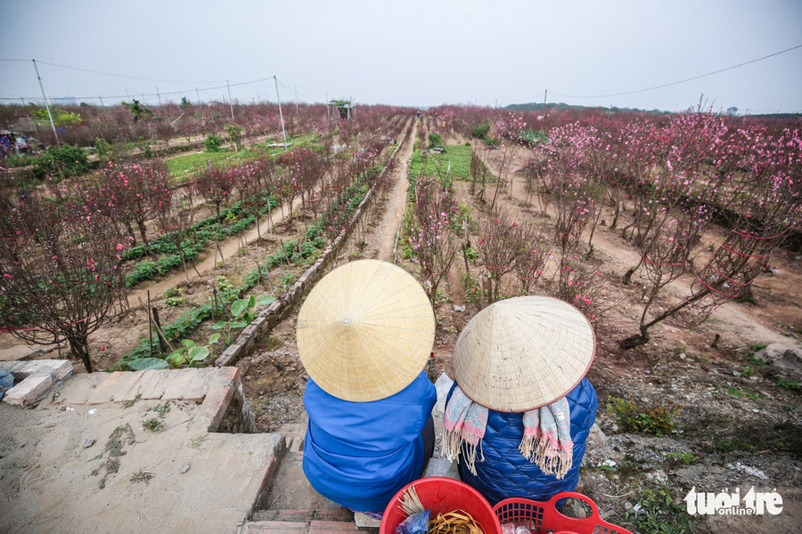 Người dân cho biết tùy vườn chủ mới thu phí với giá 20 ngàn đồng/người/lượt còn lại là vào chụp ảnh miễn phí. Còn giá đào thì giao động từ khoảng 200 đến 300 ngàn đồng/cành, tùy loại