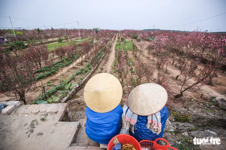 Người dân cho biết tùy vườn chủ mới thu phí với giá 20 ngàn đồng/người/lượt còn lại là vào chụp ảnh miễn phí. Còn giá đào thì giao động từ khoảng 200 đến 300 ngàn đồng/cành, tùy loại