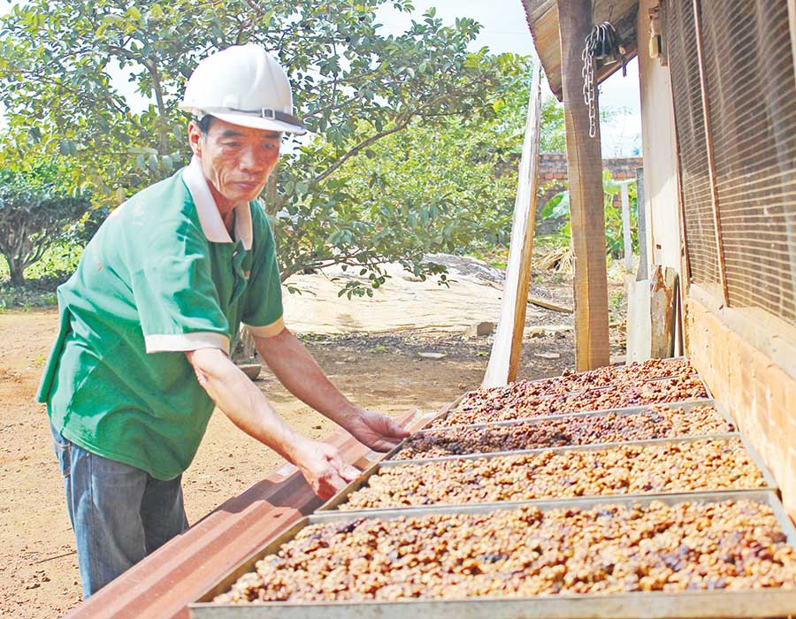 Cà phê chồn được phơi vào buổi sáng sớm. Ảnh: N.D Cà phê chồn được phơi vào buổi sáng sớm. Ảnh: N.D