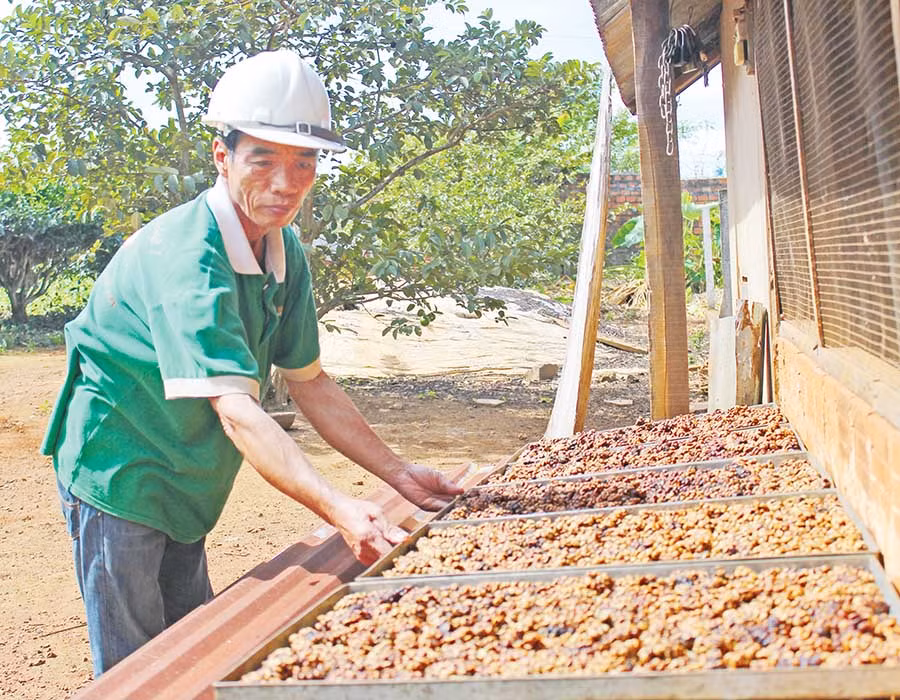  Cà phê chồn được phơi vào buổi sáng sớm. Ảnh: N.D