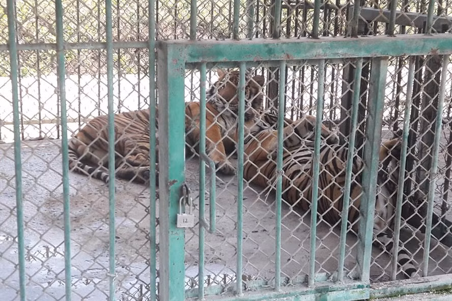 Ít nhất chúng tôi chứng kiến 30 con hổ được nuôi nhốt ở khu vực Tam Giác Vàng, trên đất Lào, giáp Thái Lan và Myanmar (ảnh chụp ngày 7.2.2018). Ít nhất chúng tôi chứng kiến 30 con hổ được nuôi nhốt ở khu vực Tam Giác Vàng, trên đất Lào, giáp Thái Lan và Myanmar (ảnh chụp ngày 7.2.2018).