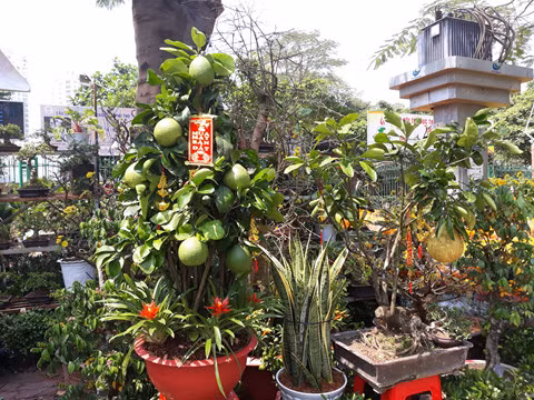  Bưởi kiểng 