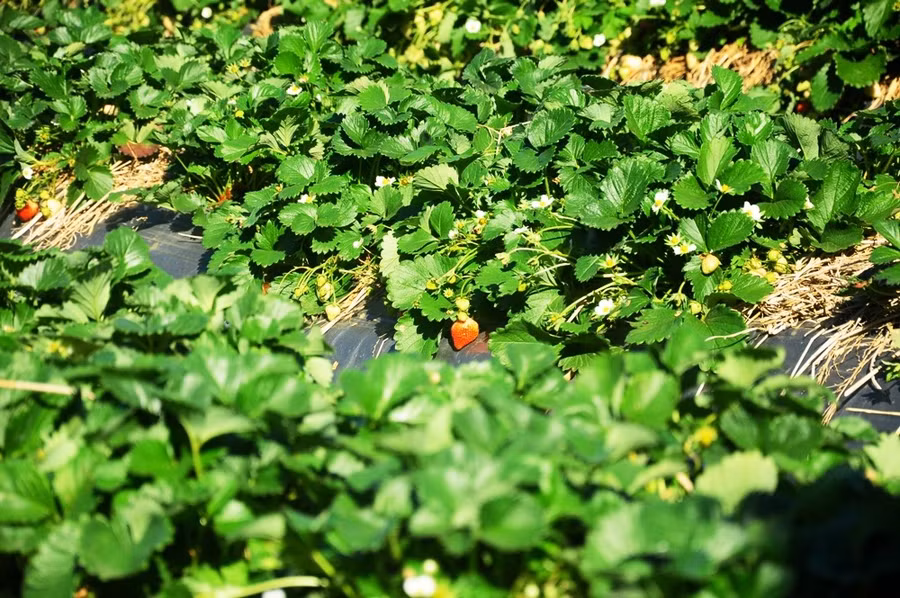 Mùa xuân cũng là mùa dâu tây ngọt lịm.