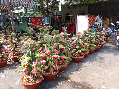 Cây thanh long kiểng 