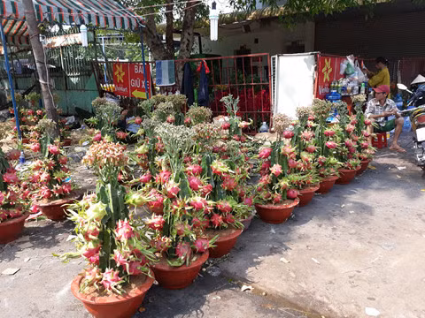 Cây thanh long kiểng 