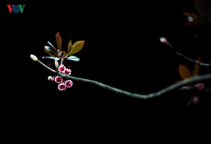 Như những chiếc chuông treo trong sương gió.