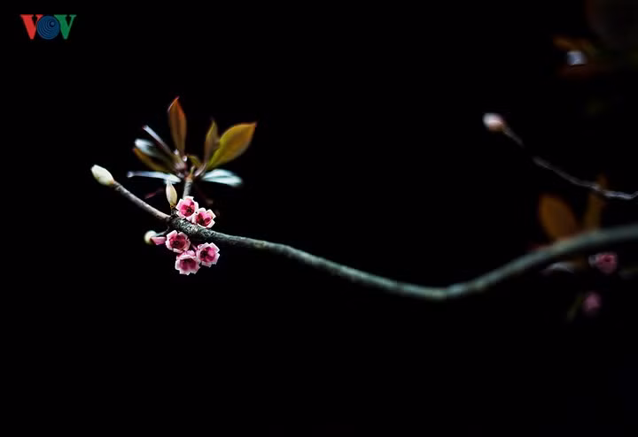 Như những chiếc chuông treo trong sương gió.