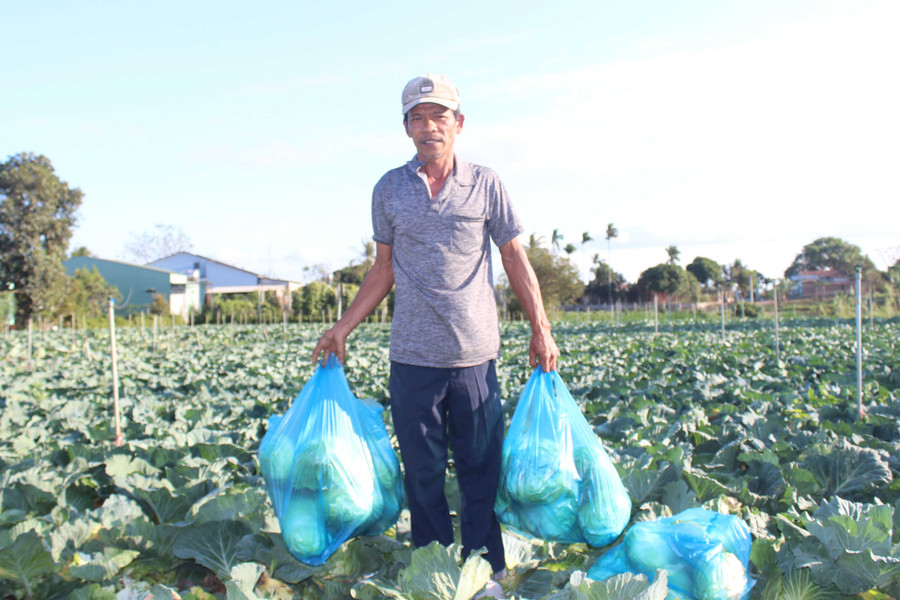 Một hộ dân thôn 3 (xã An Phú) thu hoạch bắp sú dù giá giảm. Ảnh: N.D Một hộ dân thôn 3 (xã An Phú) thu hoạch bắp sú dù giá giảm. Ảnh: N.D