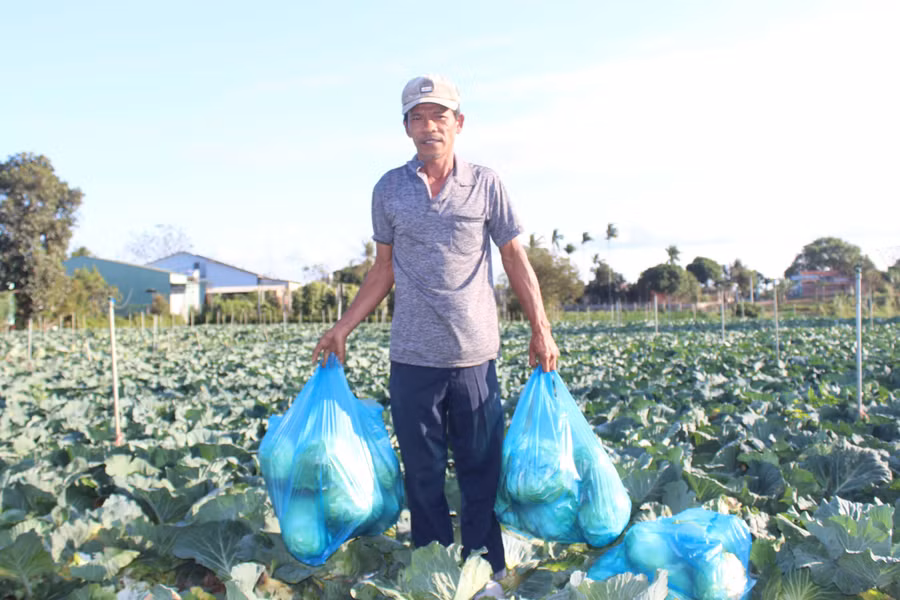 Một hộ dân thôn 3 (xã An Phú) thu hoạch bắp sú dù giá giảm. Ảnh: N.D