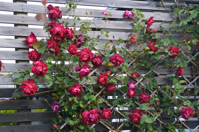  Ngoài ra, vấn đề giống cây cũng từng khiến chị lo lắng vì giá quá cao. Hoa cúc lên tới 10 USD một cây, hoa hồng 20 USD. Sau đó, chị tìm ra nguồn mua cây hợp lý nên có thể nhanh chóng nhân rộng hàng nghìn cây hoa trong vườn.