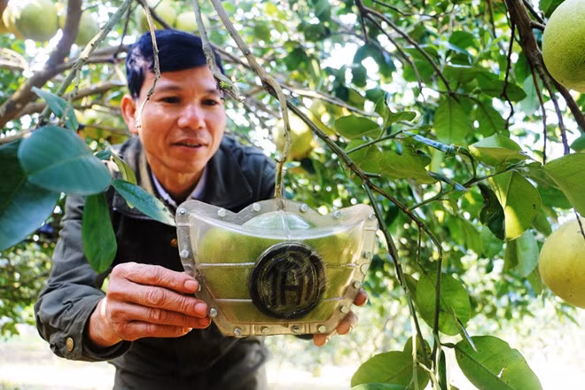 Anh Quang giới thiệu về quả bưởi hình thỏi vàng có chữ Tài.