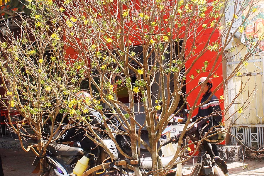 Những nhánh mai đẹp có giá từ 2-3 triệu đồng. Ảnh: Nguyễn Tú