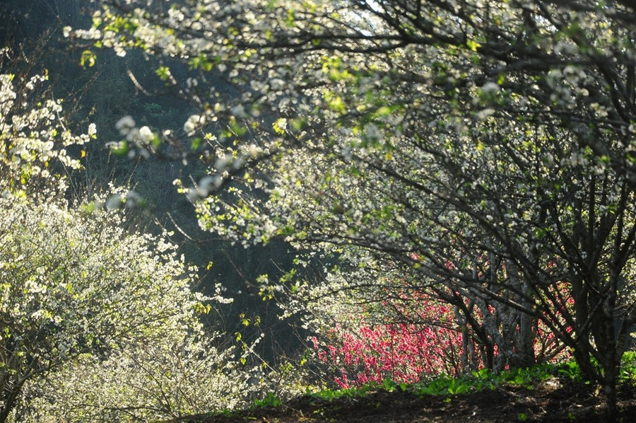 Cảnh đẹp mùa xuân nao lòng du khách.