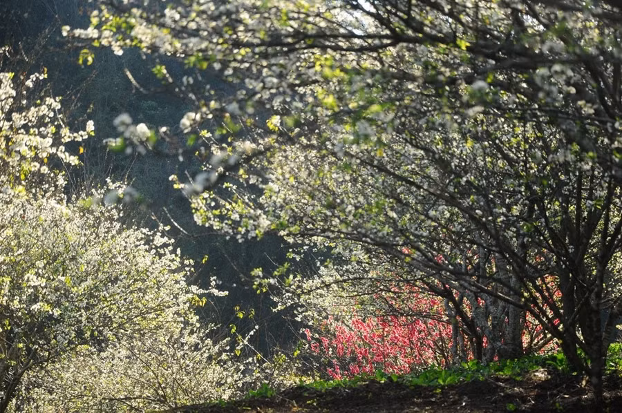 Cảnh đẹp mùa xuân nao lòng du khách.