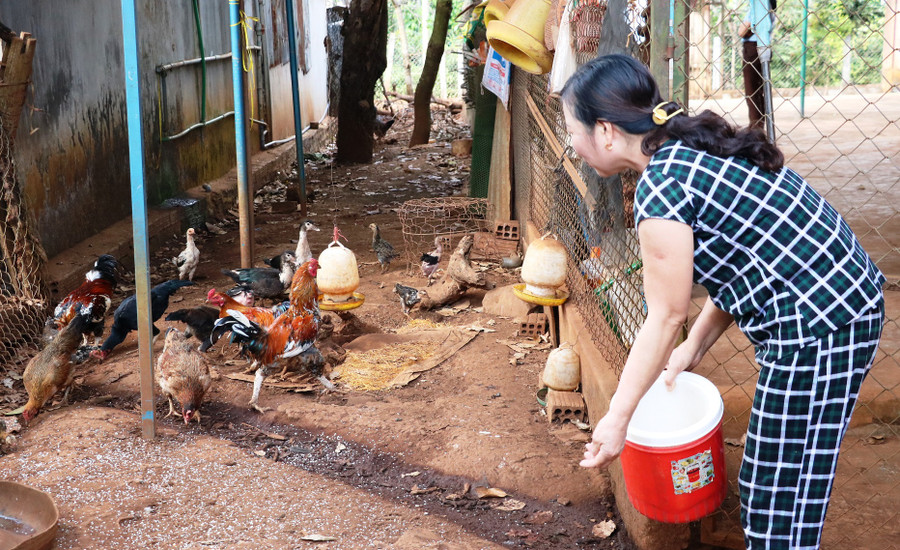 Về thăm thôn "Phụ nữ kiểu mẫu" ảnh 2 Chị em chăm lo phát triển kinh tế. Ảnh: Trần Dung