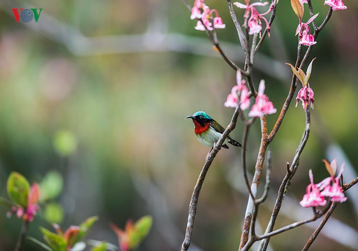Chú chim này như không muốn rời cành đào, vô tình tạo dáng cho du khách chụp ảnh.