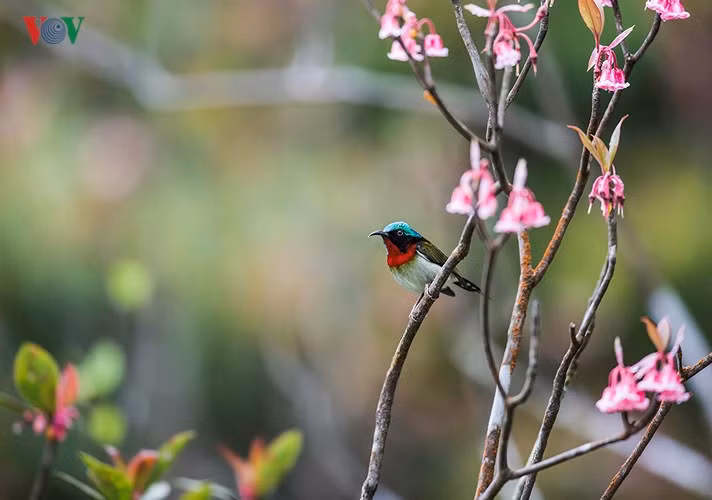 Chú chim này như không muốn rời cành đào, vô tình tạo dáng cho du khách chụp ảnh.