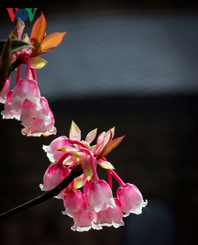  ...mỏng manh như đôi môi ngọt ngào của thiếu nữ