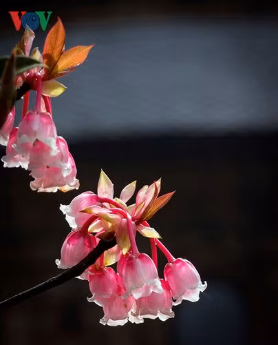  ...mỏng manh như đôi môi ngọt ngào của thiếu nữ