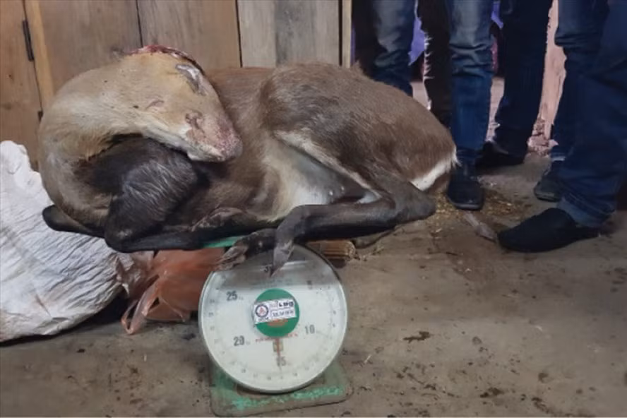 Một con hoẵng 15kg được mang ra gạ chúng tôi mua tại chợ Phôn Sa Vẳn, ngày 6-2-2018.