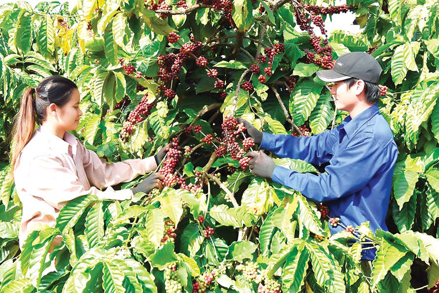  Cà phê-cây trồng chủ lực ở Ia Grai.
