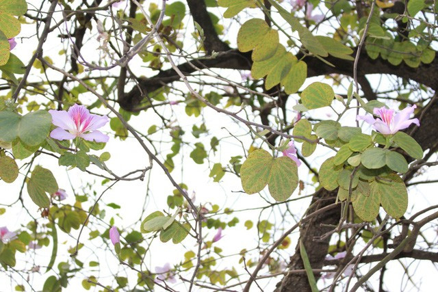 Hoa ban giản dị, mộc mạc. (Ảnh: H.N) Hoa ban giản dị, mộc mạc. (Ảnh: H.N)