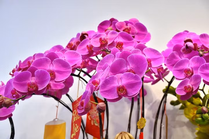 Hoa địa lan nhập khẩu từ Nhật Bản và Đài Loan. Mỗi chậu địa lan Nhật Bản có 10 cành, mỗi cành giá 3 triệu đồng. Hoa có thể giữ tươi được khoảng 2 tháng. Hoa địa lan Nhật Bản to khỏe hơn những loại địa lan trong nước và cành cũng có nhiều hoa hơn. (Ảnh: Dân Việt)