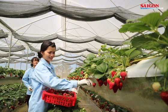 Sau 3 tháng trồng, dâu tây bắt đầu cho thu hoạch.