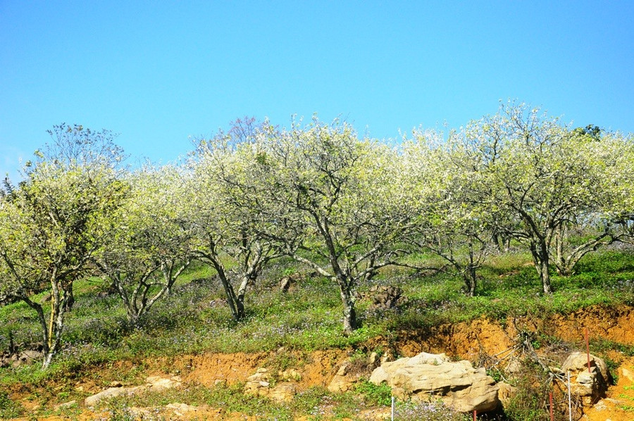 Những rừng mận bung nở khắp mảnh đất Châu Mộc.