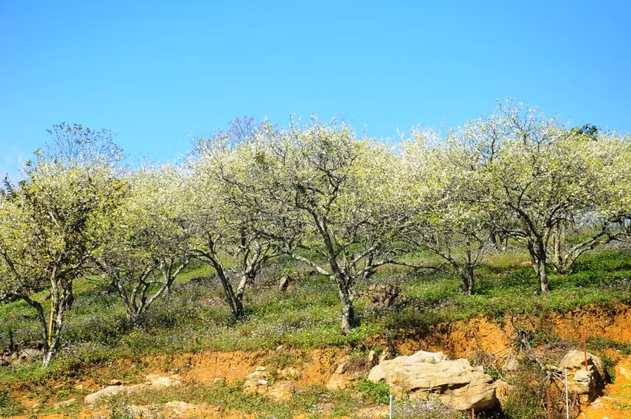 Những rừng mận bung nở khắp mảnh đất Châu Mộc.
