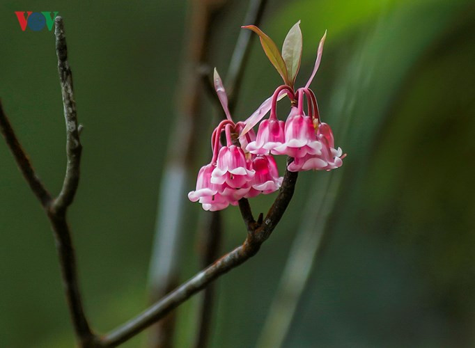  Những chùm Đào Chuông luôn kích thích sự thưởng lãm của mọi người.