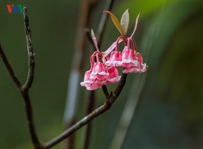  Những chùm Đào Chuông luôn kích thích sự thưởng lãm của mọi người.