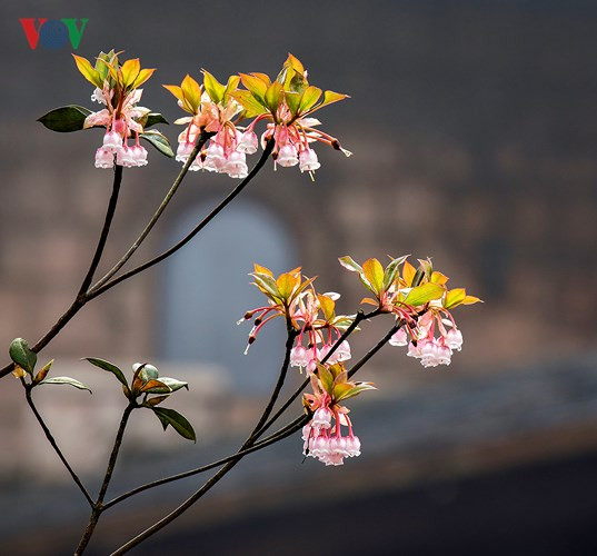 Đào Chuông in dấu trên thành lâu đài giữa Làng Pháp.