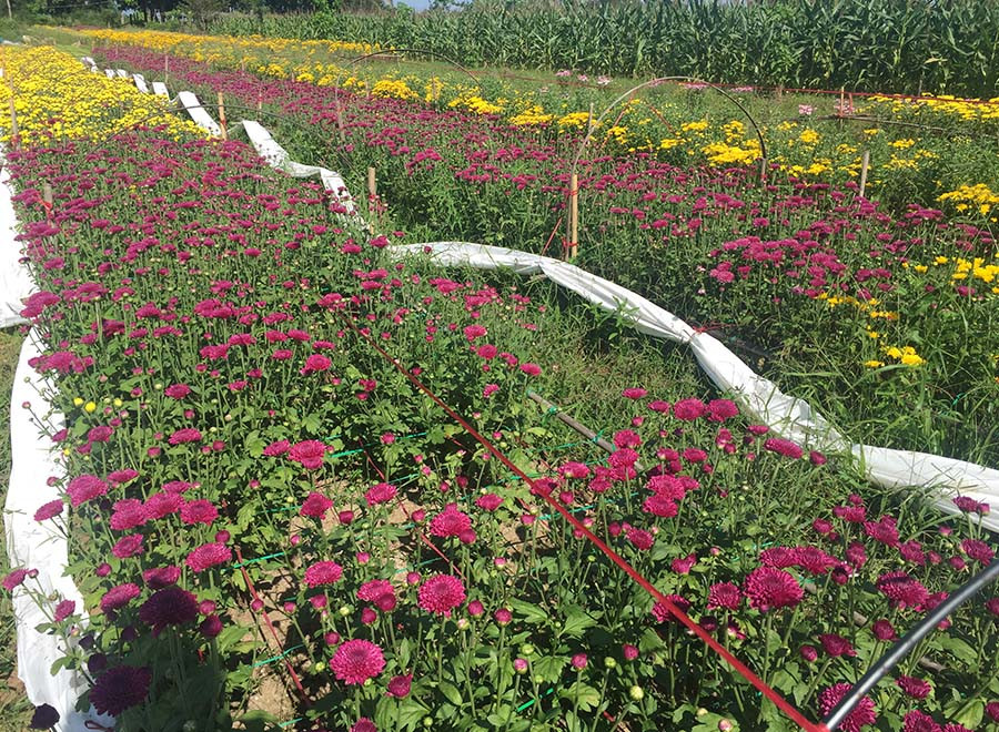  Nhà vườn hoa cúc thị xã Ayun Pa. Ảnh: Bích Vân