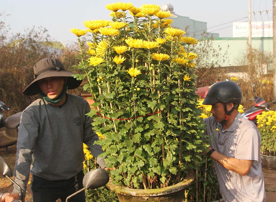  Chậu cúc từ 700 ngàn đồng xuống giá chỉ còn 400 ngàn đồng. 