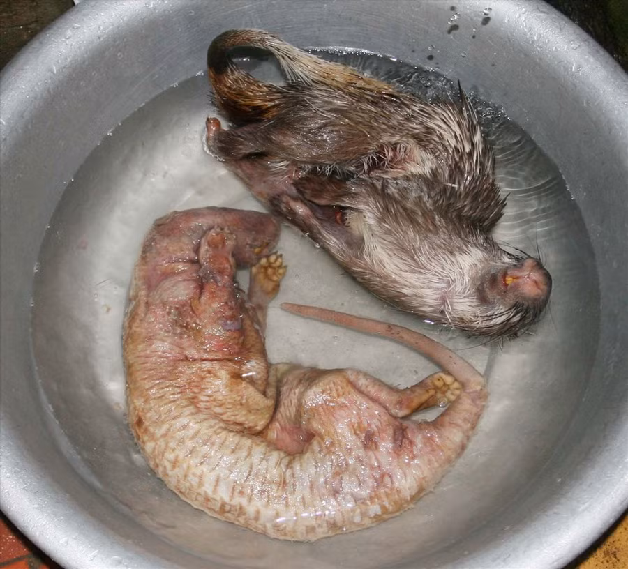 Động vật hoang dã bị tàn sát và trưng bày, bán buôn ở Việt Nam. Động vật hoang dã bị tàn sát và trưng bày, bán buôn ở Việt Nam. Ảnh: Tâm Ninh.