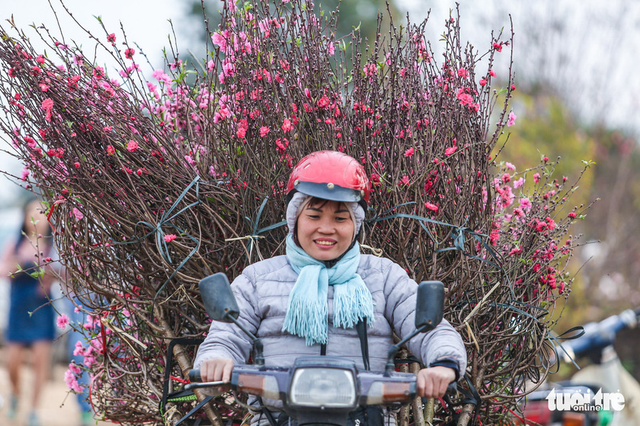 Một người phụ nữ chở một xe cành đào nở rộ mang ra chợ bán