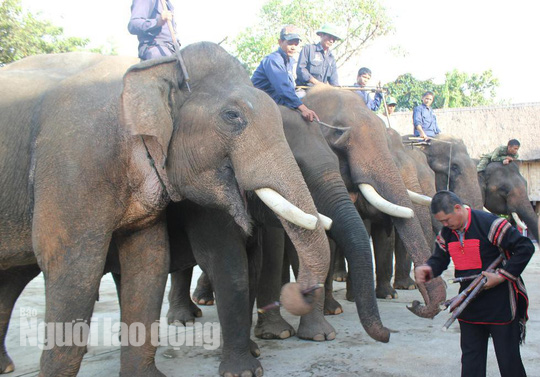 Gia chủ ban mía ngọt cho voi trong lễ cúng sức khỏe. Gia chủ ban mía ngọt cho voi trong lễ cúng sức khỏe.