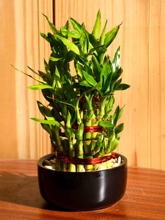 Tre may mắn hay còn gọi phát lộc là cây cảnh cực kỳ dễ chăm sóc. Không cần chăm sóc, chỉ cần thi thoảng tưới nước là cây có thể lên xanh tốt. Ảnh: Mudfingers.