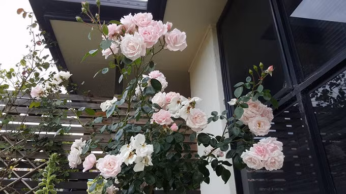  Khi chị Luyến chia sẻ hình ảnh vườn hoa trên mạng, nhiều người cho rằng ở nước ngoài thì sẽ dễ có vườn hoa đẹp. Tuy nhiên, thời gian đầu, người chủ vườn mát tay này cũng gặp khá nhiều sai lầm. Chị trồng cây các vị trí không phù hợp khiến cây yếu ớt.