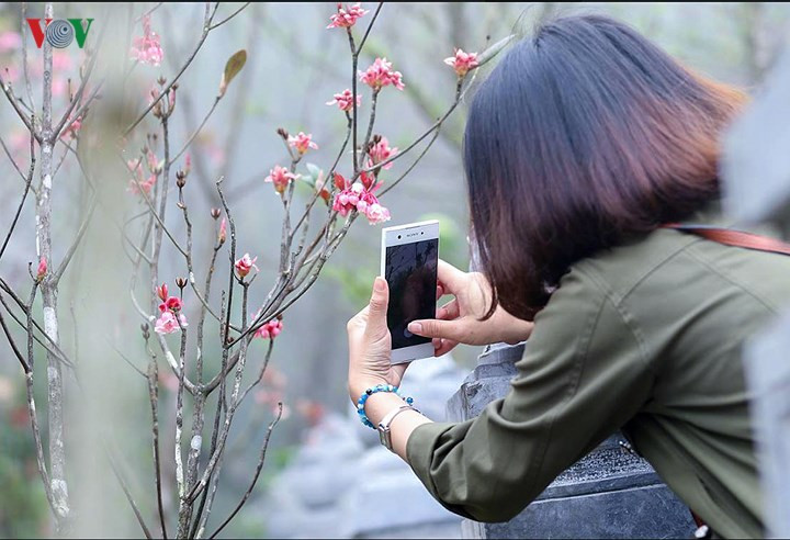 Du khách thích thú chụp ảnh hoa Đào Chuông.